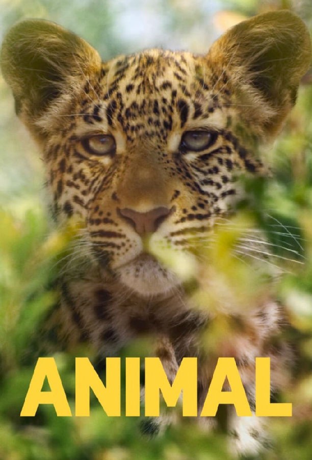 纪录片《动物本色 Animal 第二季》[全04集][英语中字][MKV][720P/1080P][NETFLIX]