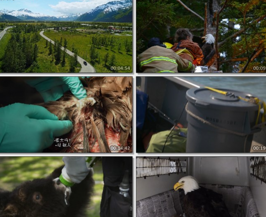 2020纪录片《阿拉斯加野生动物救援》第一季全